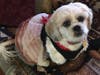 Meet Chloe! She has been chosen as Clark-Garwood Patch's Pet Of The Week. 