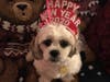 Meet Chloe! She has been chosen as Clark-Garwood Patch's Pet Of The Week. 