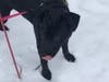 Meet Luna! She has been chosen as Hillsborough Patch's Pet Of The Week. 