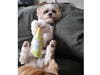 Meet Cooper! He has been chosen as Warren Patch's Pet Of The Week. 