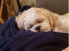 Meet Cooper! He has been chosen as Warren Patch's Pet Of The Week. 