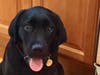 Meet Cody! He has been chosen as Bridgewater Patch's Pet Of The Week. 