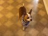 Meet Peanut! She has been chosen as Warren Patch's Pet Of The Week. 
