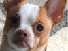 Meet Peanut! She has been chosen as Warren Patch's Pet Of The Week. 