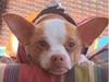 Meet Peanut! She has been chosen as Warren Patch's Pet Of The Week. 