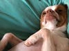 Meet Peanut! She has been chosen as Warren Patch's Pet Of The Week. 