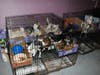 More than 130 dogs and cats were rescued from an illegal puppy mill being run out of a home in Scotch Plains, authorities said.
