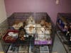 More than 130 dogs and cats were rescued from an illegal puppy mill being run out of a home in Scotch Plains, authorities said.