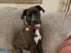 Meet Buddy, Bailey and Harley! They have been chosen as Basking Ridge Patch's Pets Of The Week. 