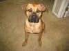 Meet Buddy, Bailey and Harley! They have been chosen as Basking Ridge Patch's Pets Of The Week. 