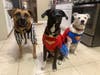 Meet Buddy, Bailey and Harley! They have been chosen as Basking Ridge Patch's Pets Of The Week. 