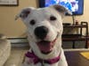 Meet Buddy, Bailey and Harley! They have been chosen as Basking Ridge Patch's Pets Of The Week. 