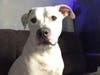 Meet Gunnar! He has been chosen as Bridgewater Patch's Pet Of The Week. 