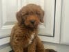 Meet Leo! He has been chosen as Clark-Garwood Patch's Pet Of The Week. 