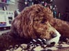 Meet Leo! He has been chosen as Clark-Garwood Patch's Pet Of The Week. 