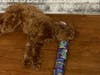 Meet Leo! He has been chosen as Clark-Garwood Patch's Pet Of The Week. 