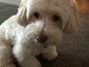 Meet Wilson! He has been chosen as Hillsborough Patch's Pet Of The Week. 