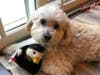 Meet Boston! He has been chosen as Warren Patch's Pet Of The Week. 