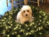 Meet Boston! He has been chosen as Warren Patch's Pet Of The Week. 