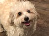 Meet Boston! He has been chosen as Warren Patch's Pet Of The Week. 