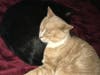 Meet Boo Boo Kitty! He has been chosen as Patch's Pet Of The Week. 