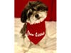 Meet Penny! She has been chosen as Warren Patch's Pet Of The Week. 