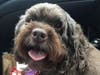 Meet Callie! She has been chosen as Patch's Pet Of The Week. 