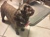 Meet Callie! She has been chosen as Patch's Pet Of The Week. 