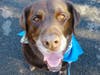 Meet Chuckie! He has been chosen as Bridgewater Patch's Pet Of The Week. 