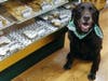 Meet Chuckie! He has been chosen as Bridgewater Patch's Pet Of The Week. 