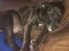 Meet Cooper! He has been chosen as Hillsborough Patch's Pet Of The Week. 
