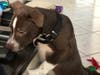 Meet Maverick! He has been chosen as Bridgewater Patch's Pet Of The Week.