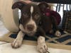Meet Maverick! He has been chosen as Bridgewater Patch's Pet Of The Week.