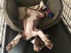 Meet Maverick! He has been chosen as Bridgewater Patch's Pet Of The Week.