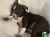Meet Maverick! He has been chosen as Bridgewater Patch's Pet Of The Week.