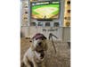 Meet Troy! He has been chosen as Clark-Garwood Patch's Pet Of The Week.