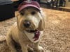Meet Troy! He has been chosen as Clark-Garwood Patch's Pet Of The Week.
