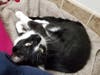 Meet Willie! He has been chosen as Basking Ridge​ Patch's Pet Of The Week.