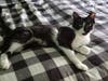 Meet Willie! He has been chosen as Basking Ridge​ Patch's Pet Of The Week.