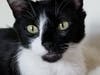 Meet Willie! He has been chosen as Basking Ridge​ Patch's Pet Of The Week.