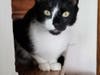 Meet Willie! He has been chosen as Basking Ridge​ Patch's Pet Of The Week.