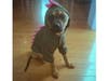 Meet Tilly Roo Penders​! He has been chosen as Scotch Plains-Fanwood Patch's Pet Of The Week.