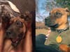 Meet Tilly Roo Penders​! He has been chosen as Scotch Plains-Fanwood Patch's Pet Of The Week.