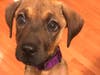 Meet Tilly Roo Penders​! He has been chosen as Scotch Plains-Fanwood Patch's Pet Of The Week.