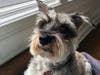 Meet Hammer! He has been chosen as Warren Patch's Pet Of The Week.