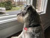 Meet Hammer! He has been chosen as Warren Patch's Pet Of The Week.