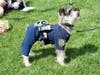 Meet Hammer! He has been chosen as Warren Patch's Pet Of The Week.