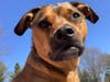 Meet Maisy! She has been chosen as Basking Ridge Patch's Pet Of The Week.