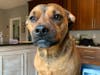 Meet Maisy! She has been chosen as Basking Ridge Patch's Pet Of The Week.