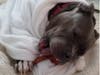 Meet Tasha! She has been chosen as Bridgewater Patch's Pet Of The Week.